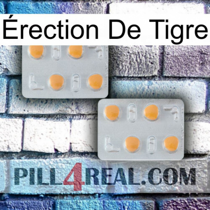 Érection De Tigre 25